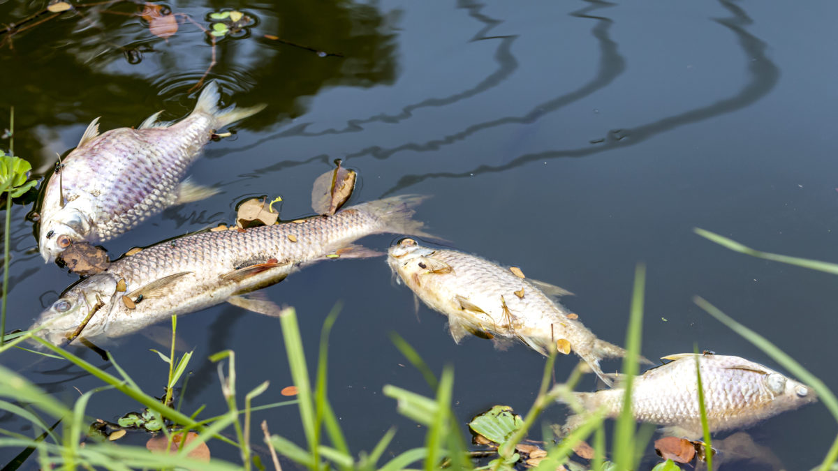 After fires, Australia faces polluted rivers and massive fish death