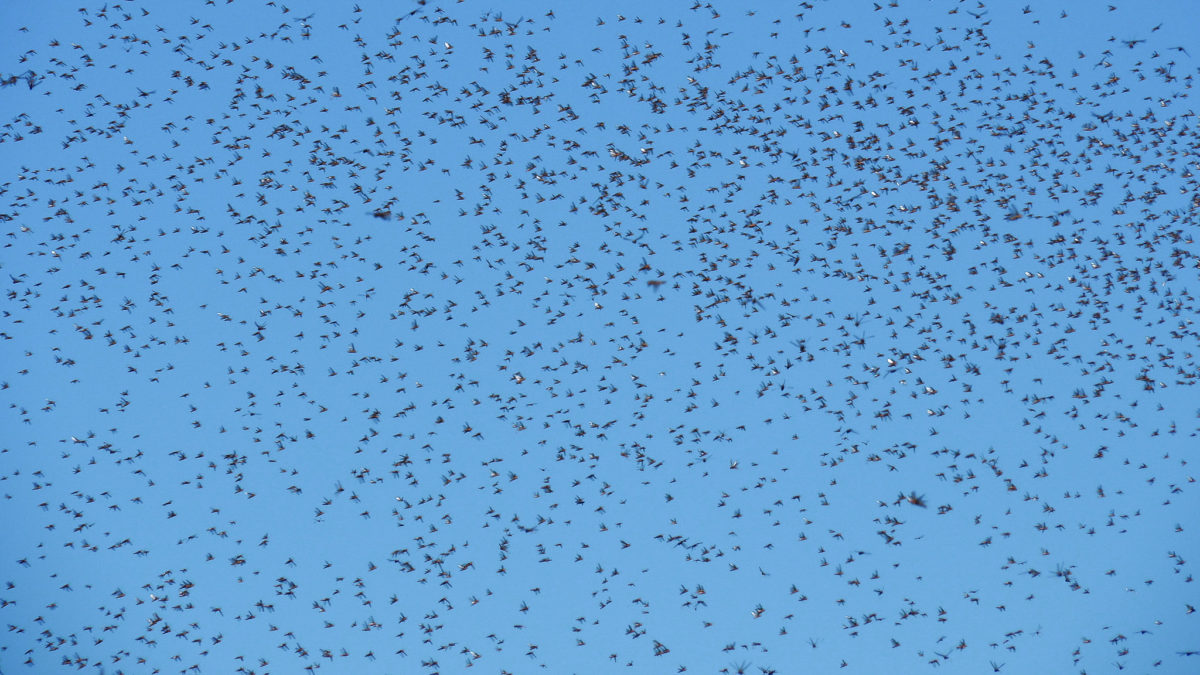Blizzard of locusts ravages crops across India