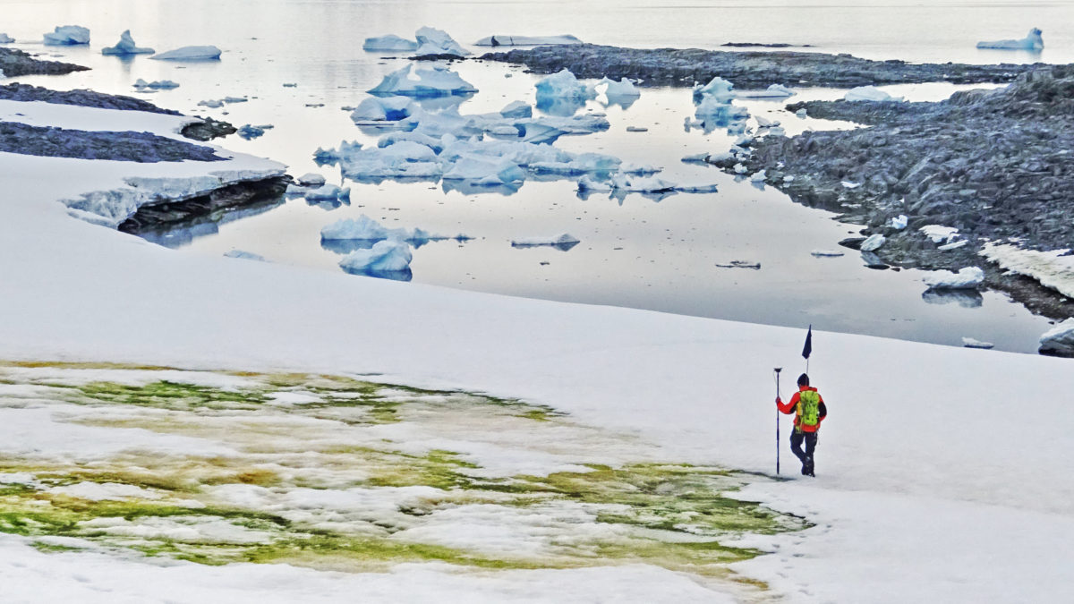 Algae is blooming across the fast-thawing Antarctic