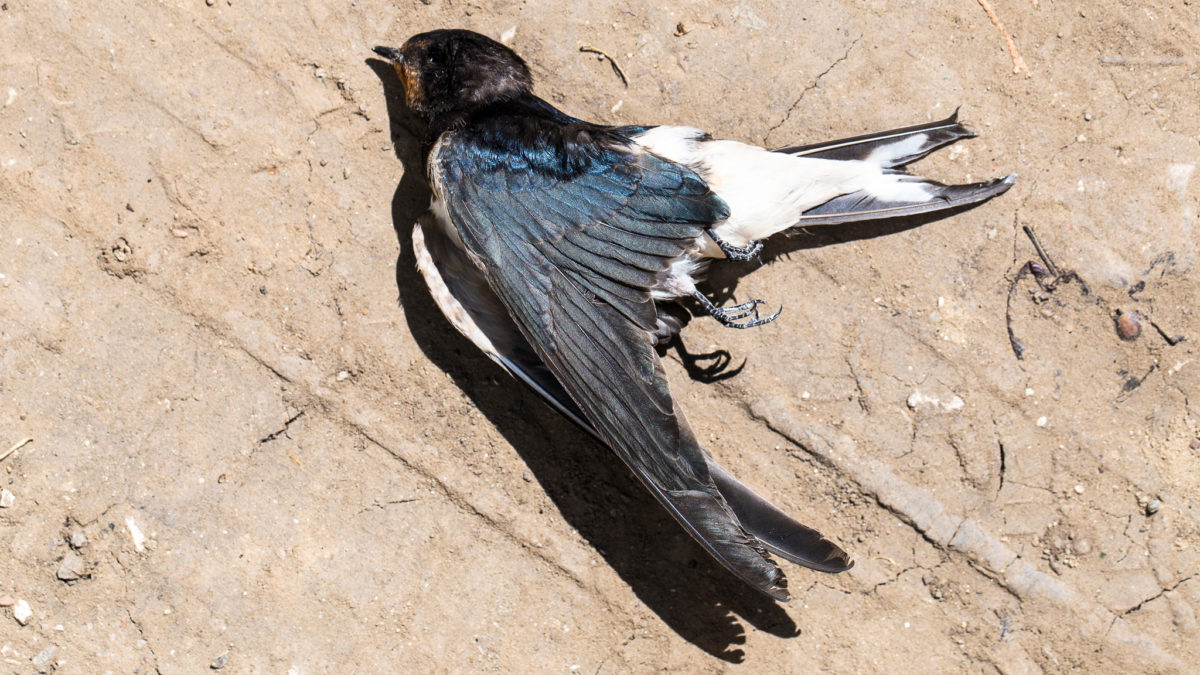 Wildfires helped kill nearly a million birds