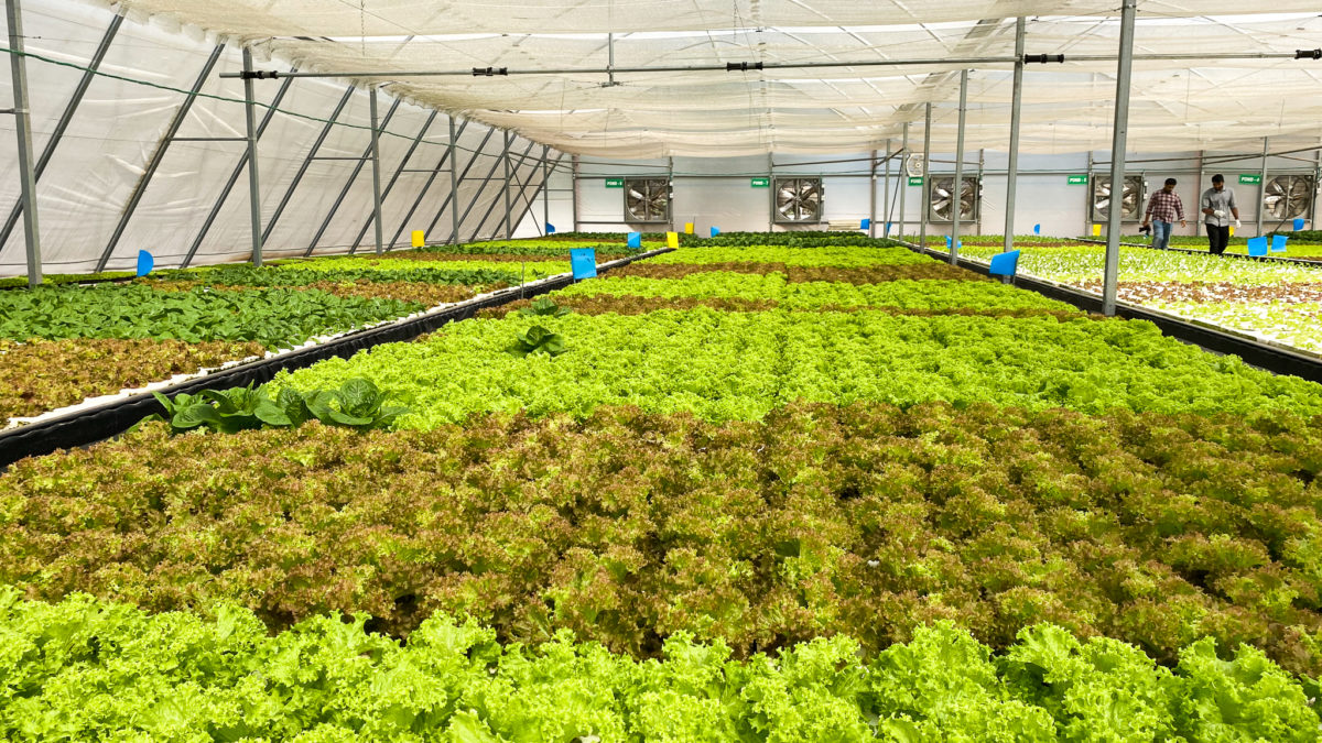 Omnivore: The venture startup connecting investors and farmers in India