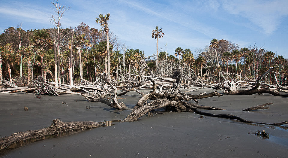 Ghost forests haunt North Carolina