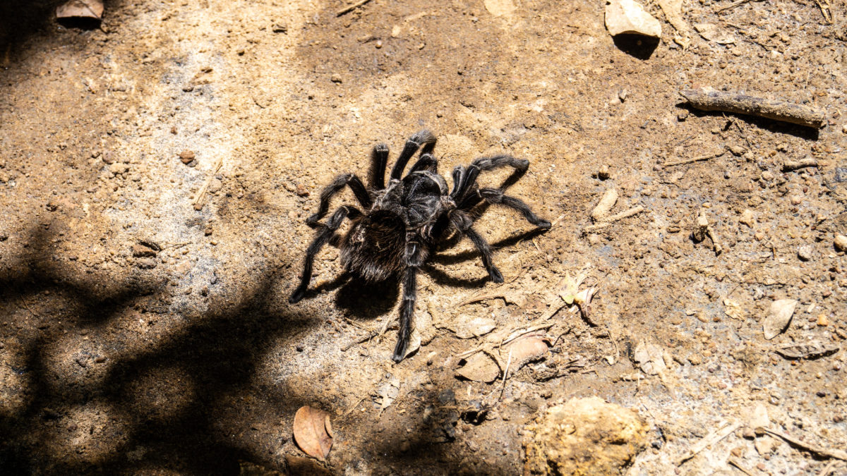 Spiders, snakes and mice invade New South Wales amid worst flood in 60-years