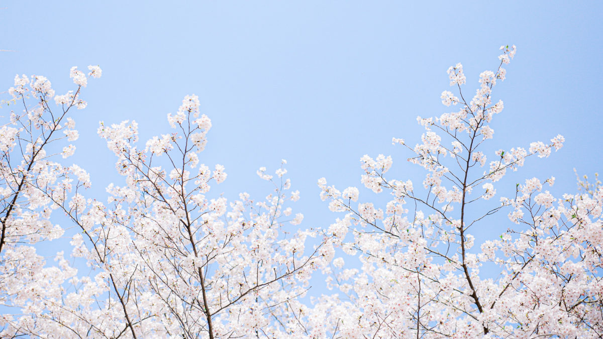 Japan’s cherry blossom season came early. Climate change is to blame. 