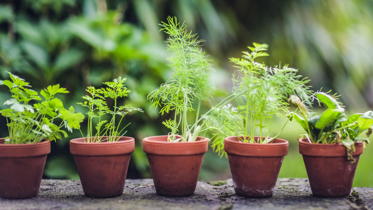 GreenFin 21 and the five cornerstones of sustainable finance