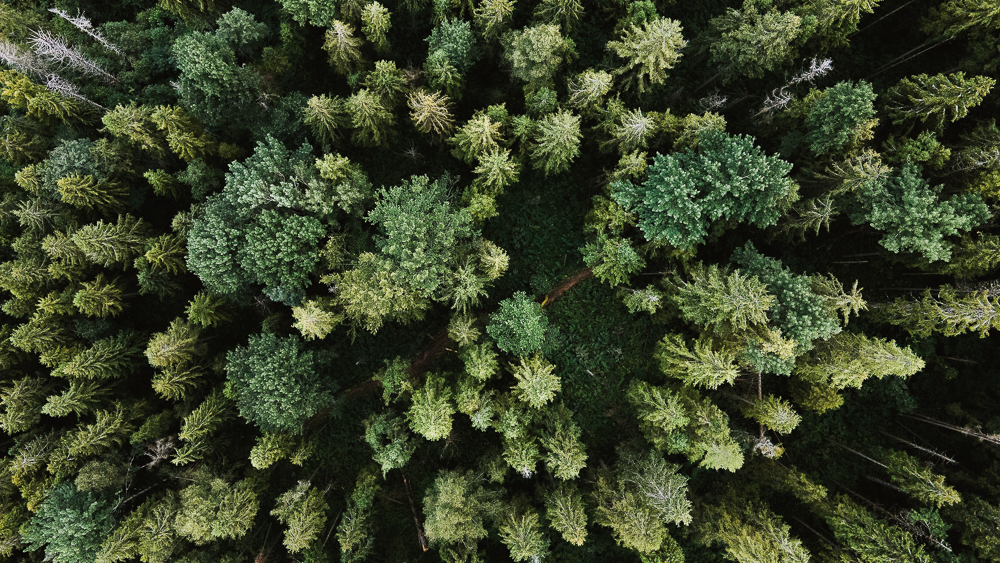 REDD+ ALERT: Are nature-based carbon offsets part of the climate problem?