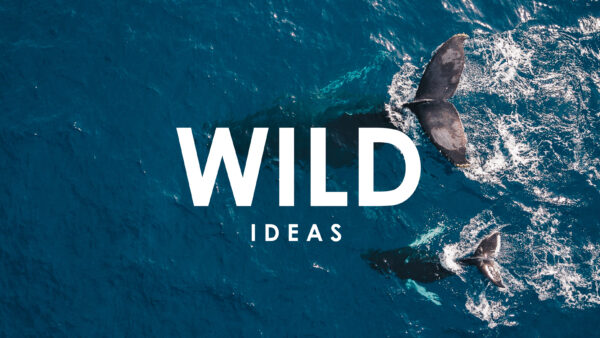 What the world needs now is poo, more whale poo