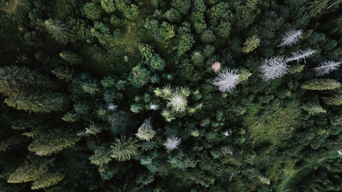 The pitfalls of the global tree-planting frenzy