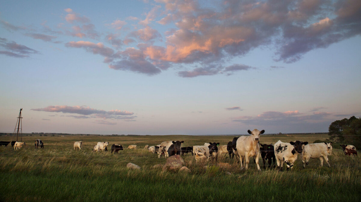 Conservation ranching. Better beef. Better taste. Better Planet