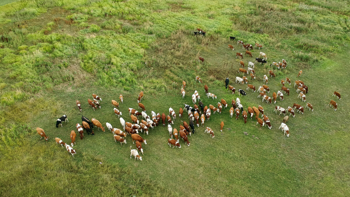 Should regenerative agriculture follow organic’s path?
