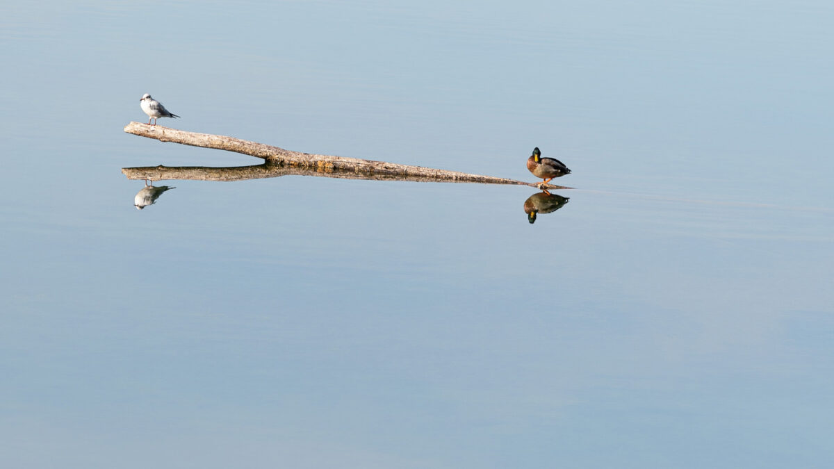 Voluntary action isn’t enough—sustainable finance needs better climate policy