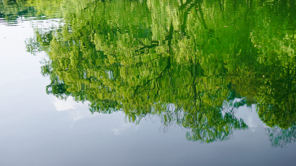 More than half of companies risk “net zero greenwash,” report says
