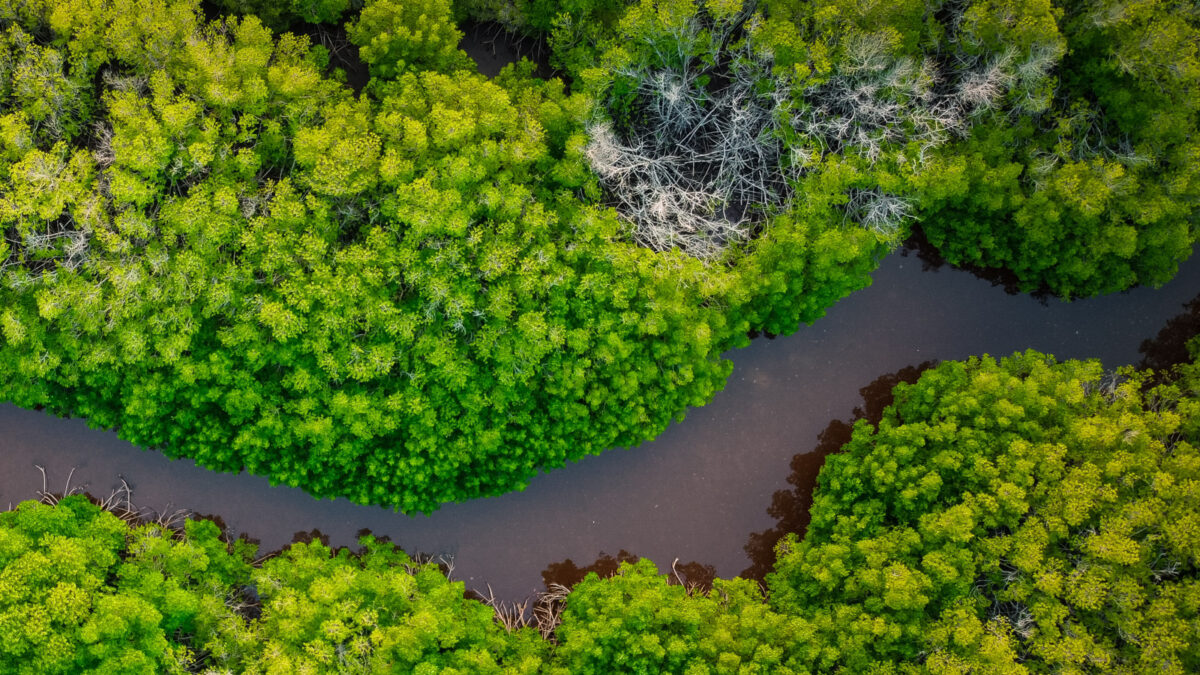 Nature tech got $1.6 billion in VC funding last year. It’s poised to take off in 2024