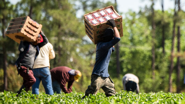 Trump and Kennedy put US agriculture at risk — again