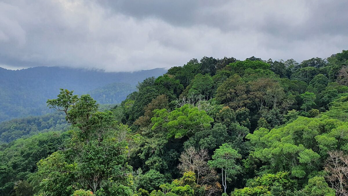 Asia climate news and trends: Indonesia biofuels program targets 5.7 million acres of protected forests 