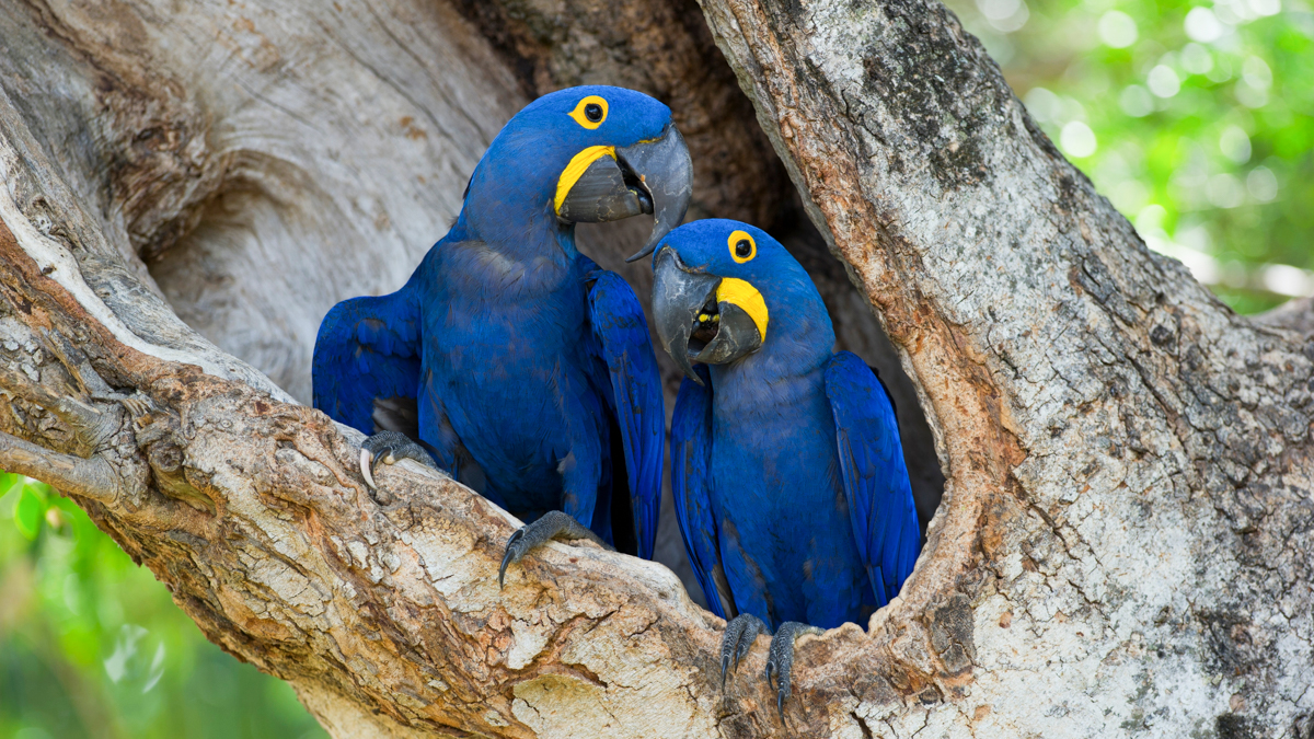 How to manage the risk of threats to nature, the economy — and civilization