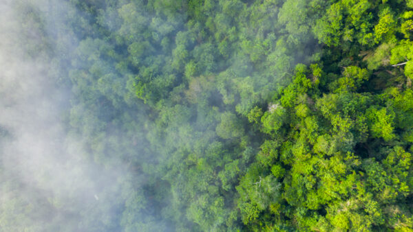 Green bonds followed by drop in company emissions, study finds