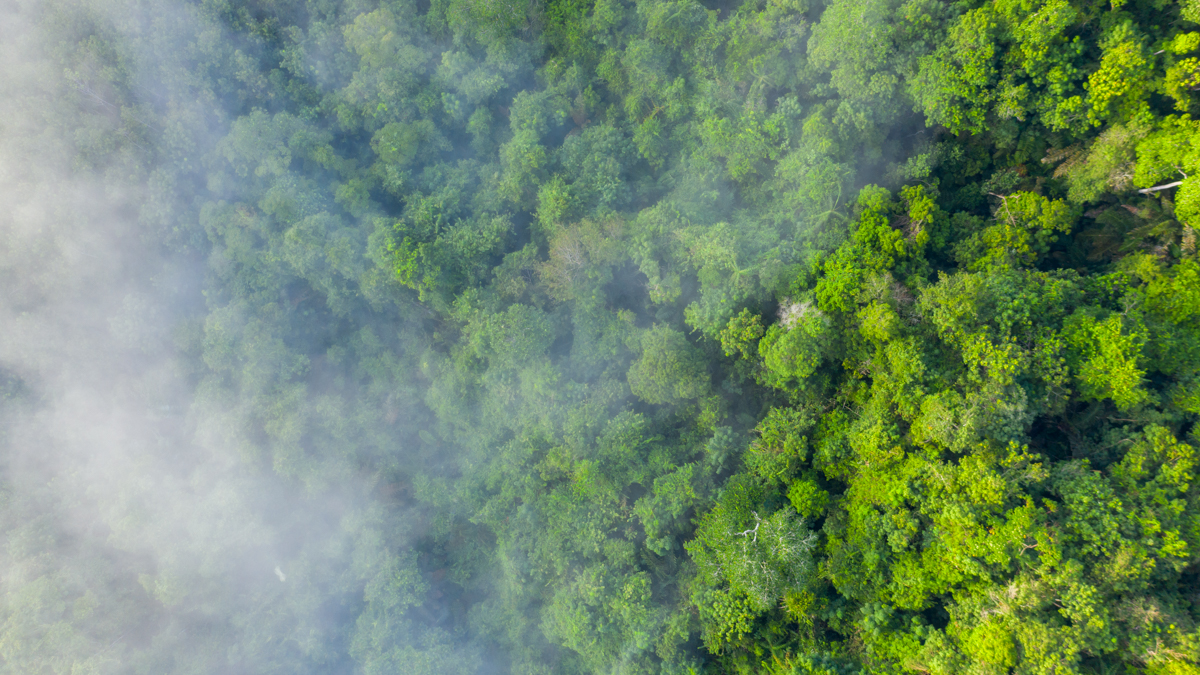 Green bonds followed by drop in company emissions, study finds