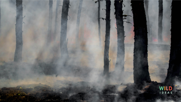 New FireDome system offers hope for halting wildfires in their tracks