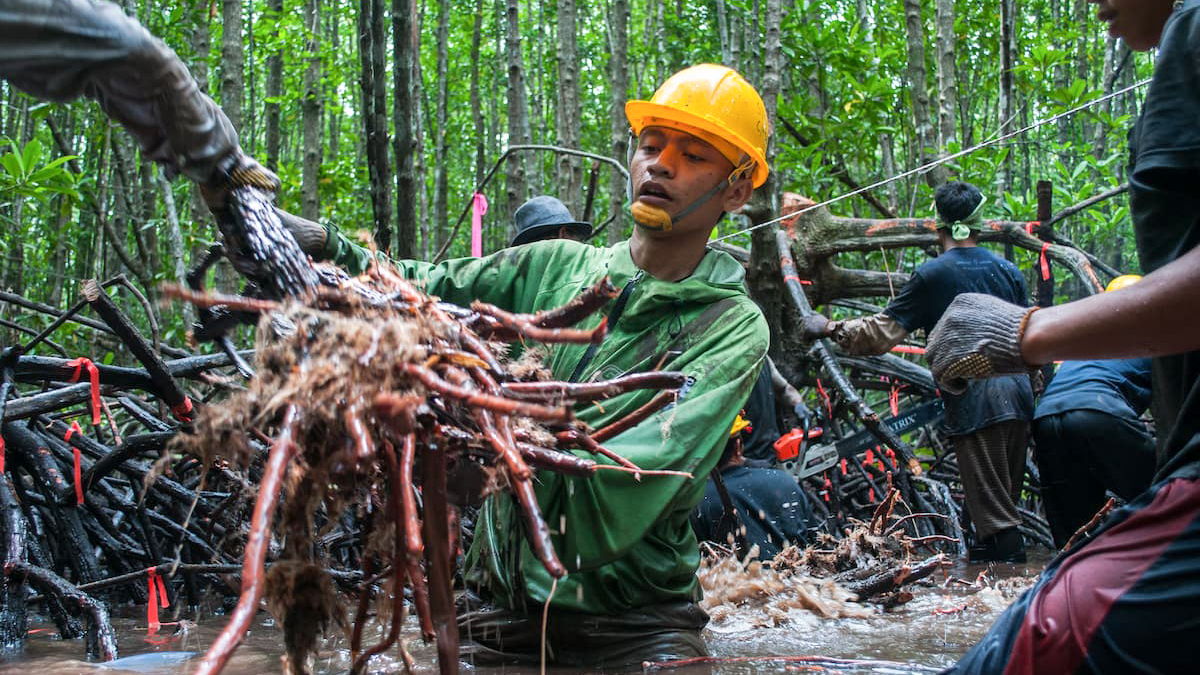 How carbon markets can unlock green finance for the Global South
